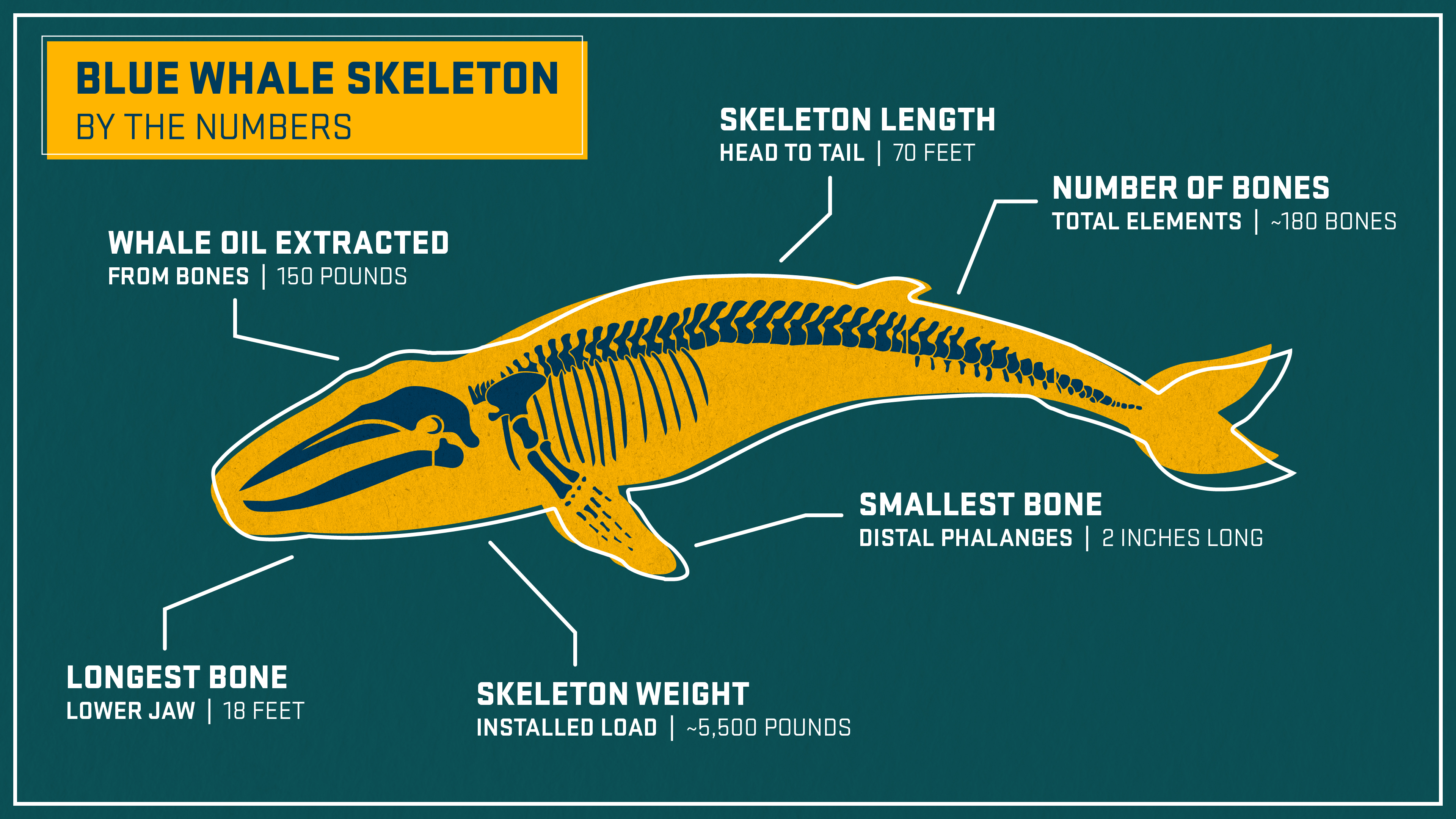 Blue whale bone infographic