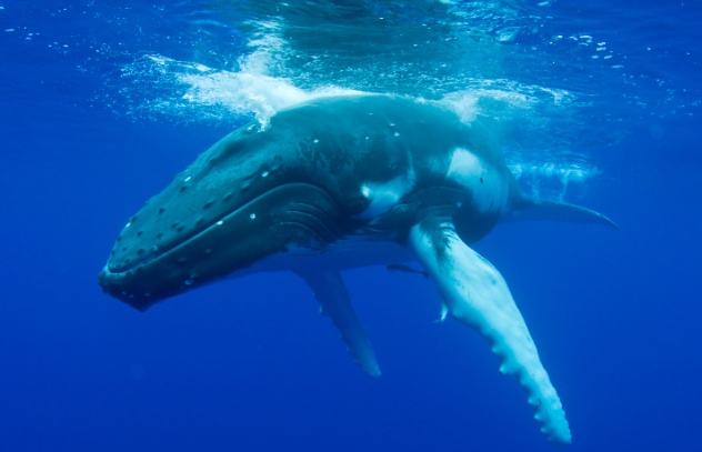Whale myths illustration